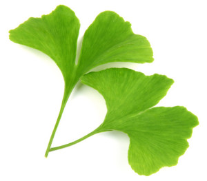 green-ginkgo-biloba-leaves-300x263 green-ginkgo-biloba-leaves-300x263