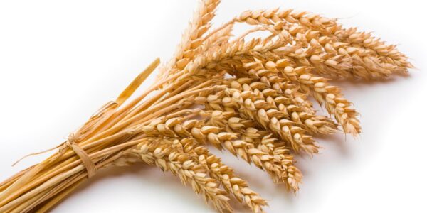 wheat2-min wheat2-min